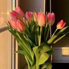 vanila_1601