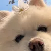 _vynguyen18_