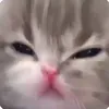 cherryplanet
