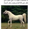 abu_talal.511