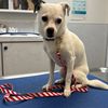 oreo_pup_