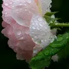 raindropsonpetals