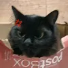 analubs08