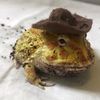 get_frog.d_idiot
