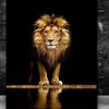 🦁🦁LEONCITA 🦁🦁🐾