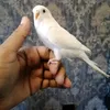 irfanqaisar7