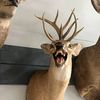 nottdeer