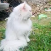 haroonrasheed4182