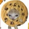 ohmnomcake