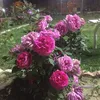jalalsleman7