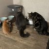 purrfecteats