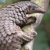 pangolin5000