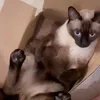 yurbigesfen