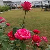 omarali2223
