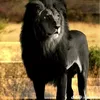 jwanro86