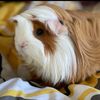 exoticguineapigs