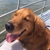 iamharperthegolden