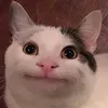 _._beluga_._