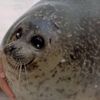 miss.sealvi