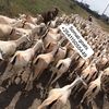Somali   Goats +254115055449