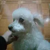 fedevega93