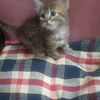 azza.ebrahem74