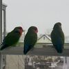 Kingbird