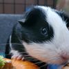 ourlovelypets5