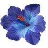 kakaichi_