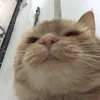 haotonin
