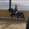 Chance equestrian coach 🐎
