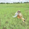 thaovothithu6
