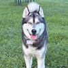 snoop.thehuskyy