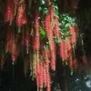 dacnguyen59