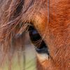boos_equine_rescue
