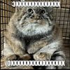 cactuzlzt