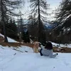 giadss_1