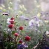 jungle_rose22