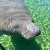 patsmanatee