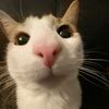ojancat