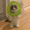 _.kiwi13_