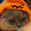 snoopynatta