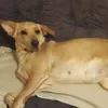 wptwolf