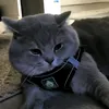 besjan_mst01