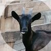 sheep415