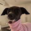 www.rachel.com.au