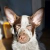 bingothechocolateheeler