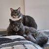 oddgirlxcats