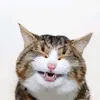 t4lkingcat
