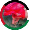 hanoo_782